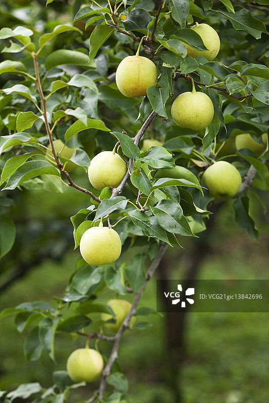金色梨图片素材