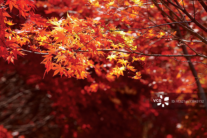 枫叶，原州，江原道图片素材