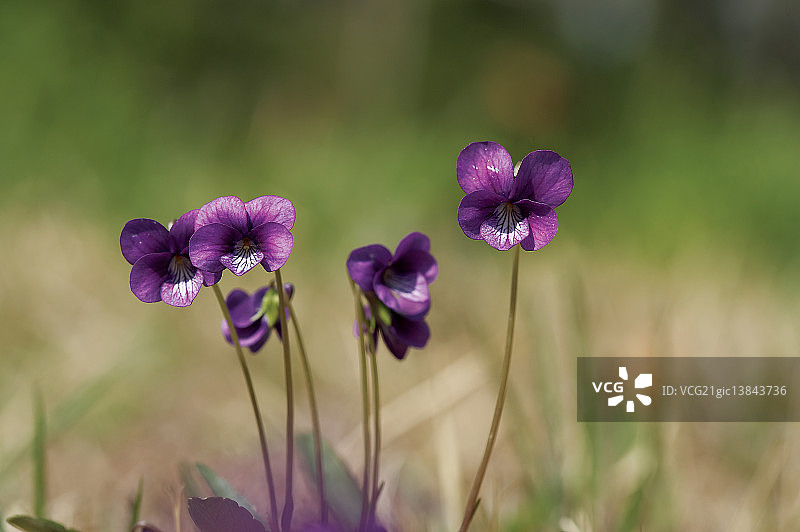 堇型花图片素材