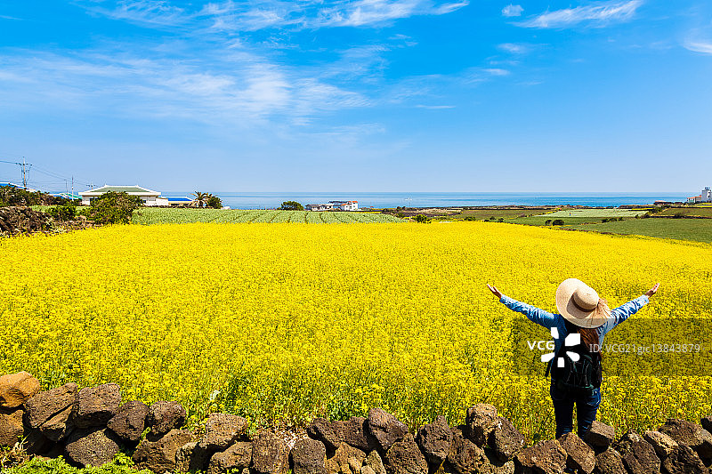 济州岛牛岛油菜花田风光图片素材