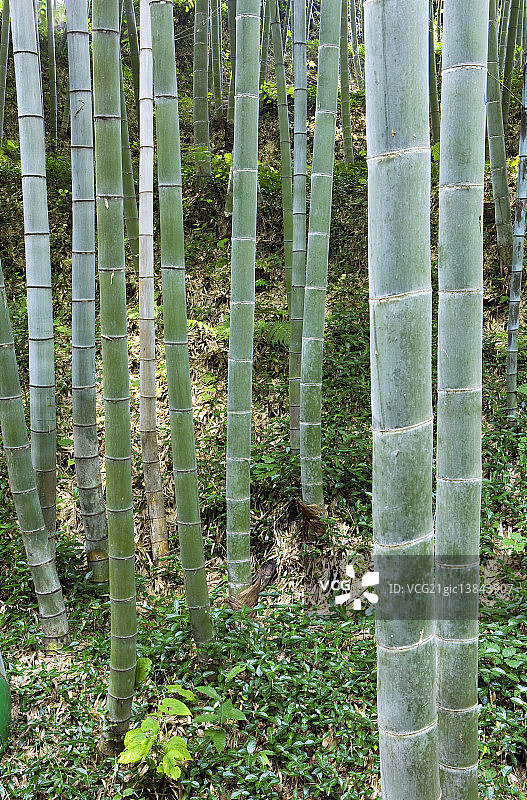 韩国河东郡竹林小径图片素材