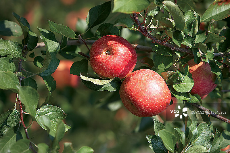 苹果，庆尚北道荣州市图片素材