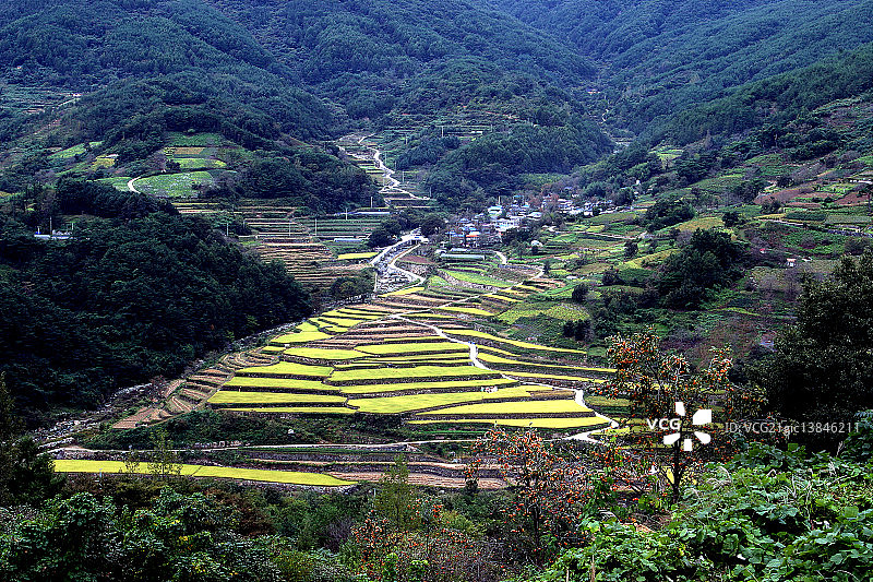 韩国咸阳郡的稻田图片素材