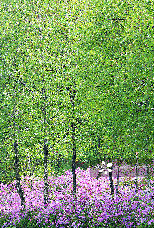 京畿道龙仁市的白桦林图片素材