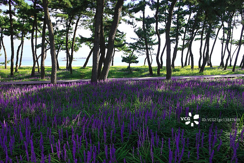 江原道江陵镜浦海滩森林风光图片素材