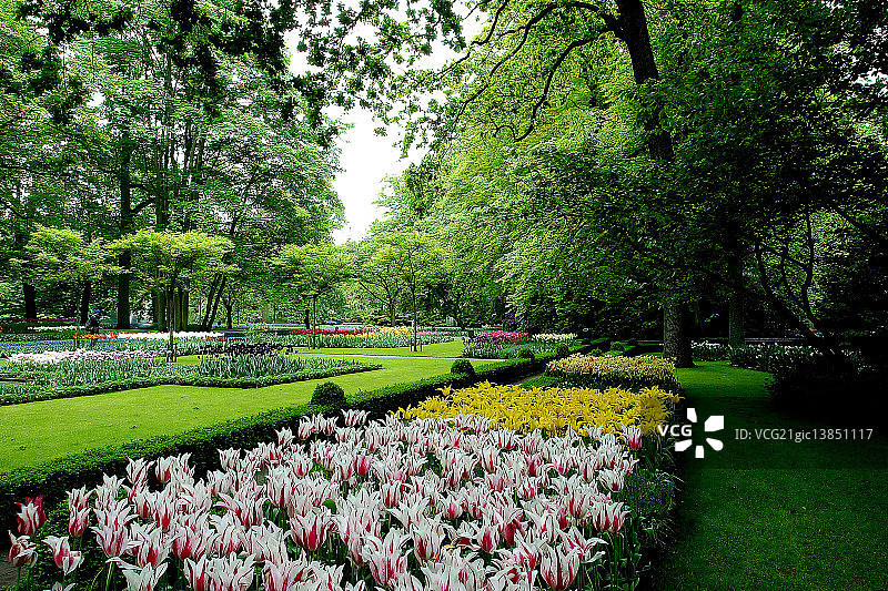 荷兰库肯霍夫郁金香花园图片素材