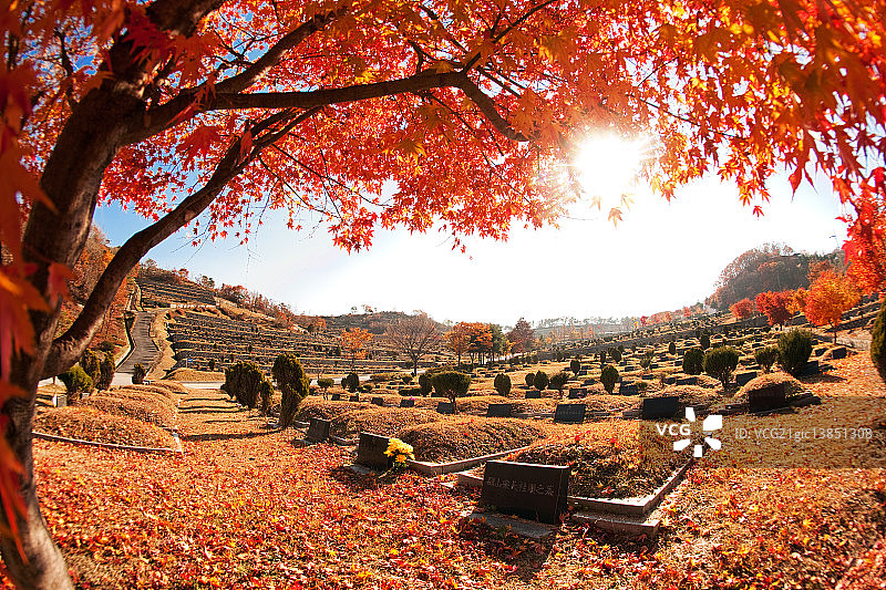 龙尾里公墓秋景图片素材