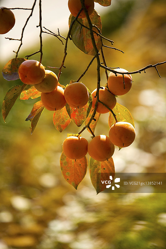 井邑市全罗北道的柿子图片素材