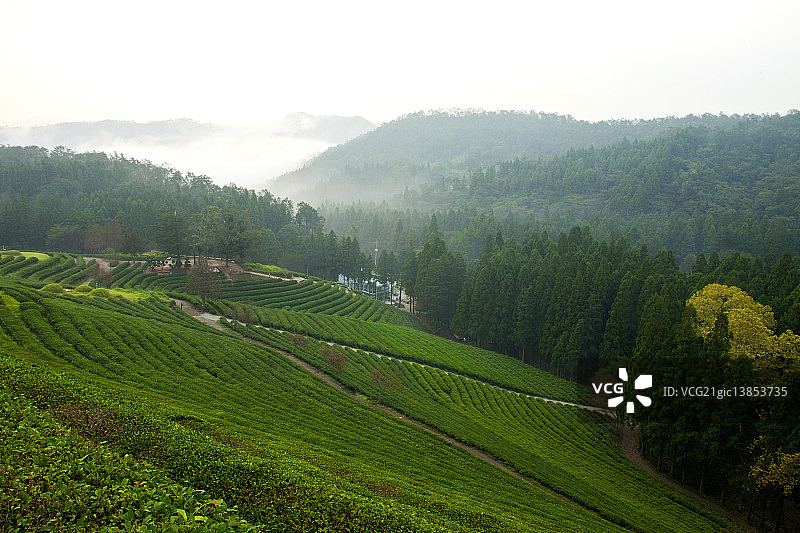 宝城全罗南道绿茶园图片素材