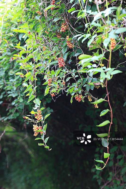 五味子图片素材