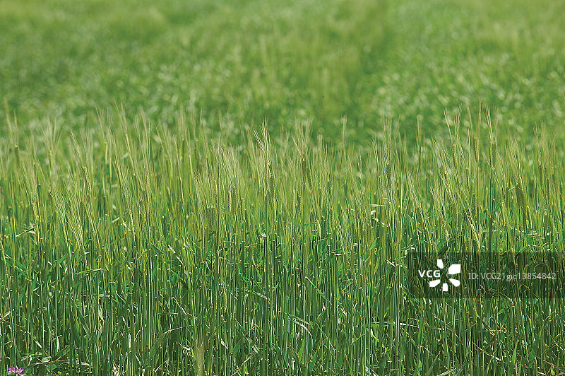 庆尚南道河东郡坪沙里稻田图片素材