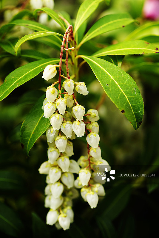 日本小檗图片素材
