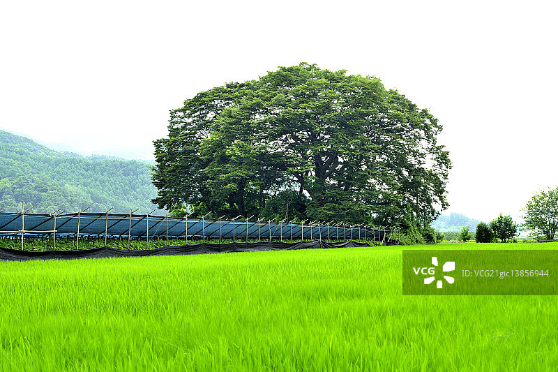 槐树，槐山郡，忠清北道图片素材