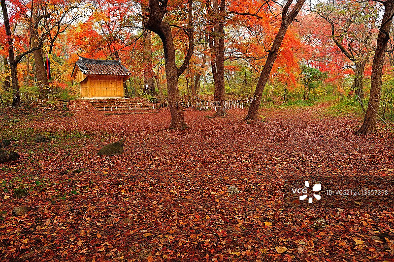 秋季元州市守护林图片素材