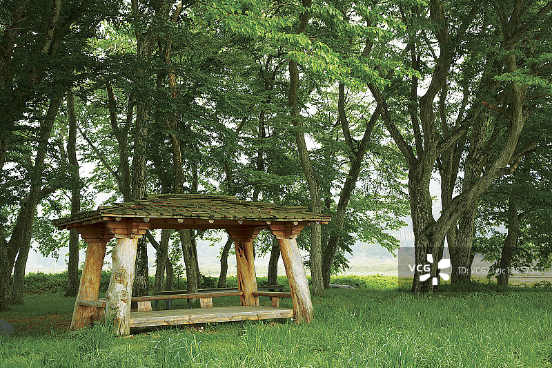 全罗北道南原的鹅耳枥图片素材