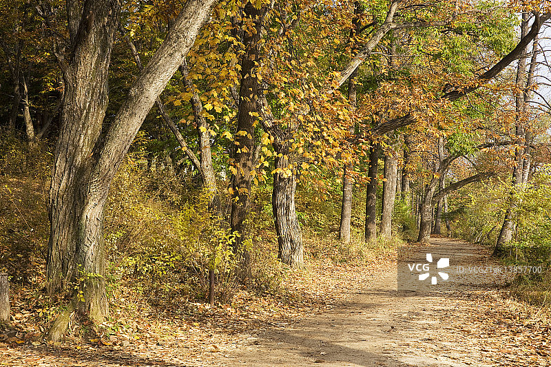 南怡岛枫树小路图片素材