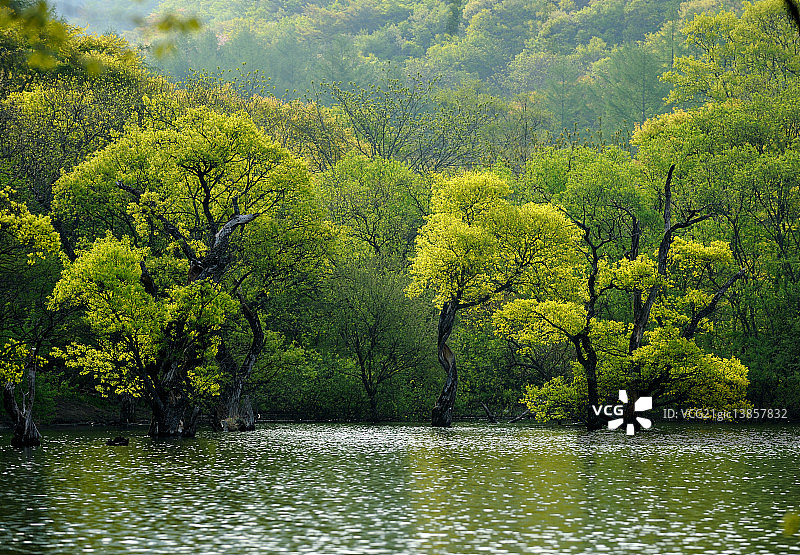 红叶柳树苗图片素材