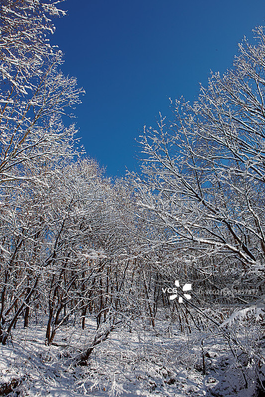 冬季场景：韩国京畿道南杨州市图片素材