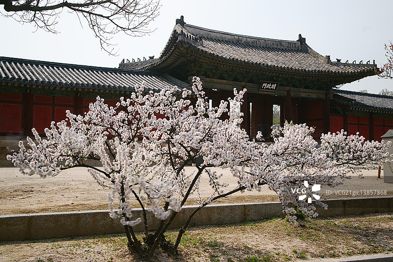 昌庆宫的樱花树图片素材