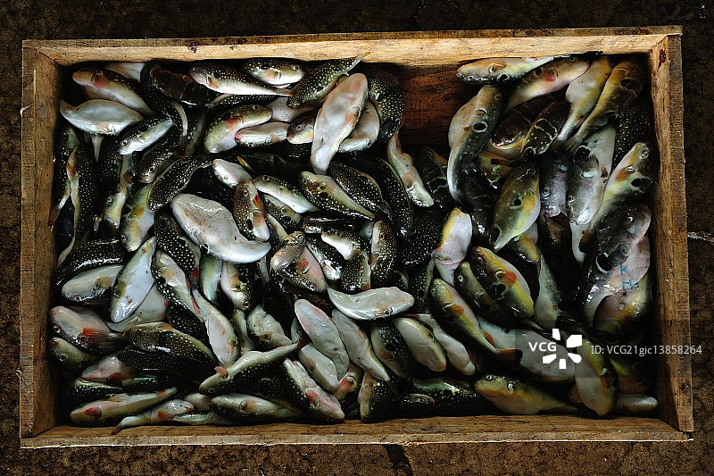 河豚，大川港，忠清南道，保宁图片素材