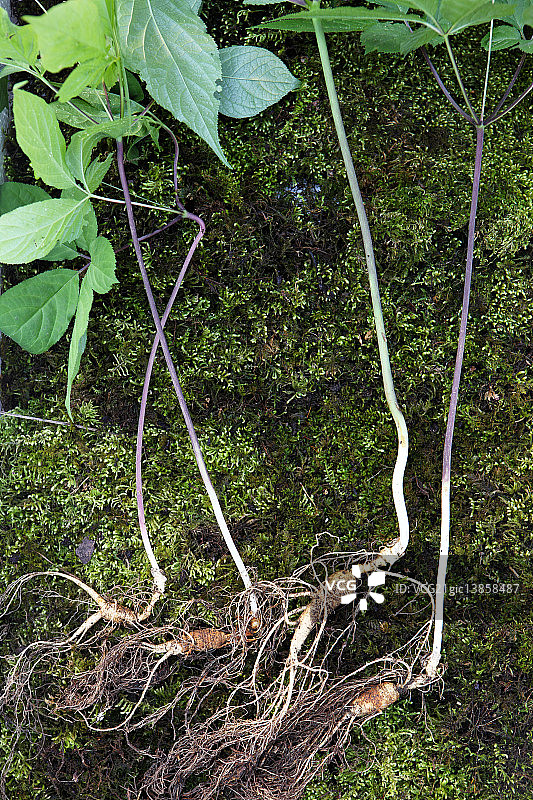 野生人参图片素材