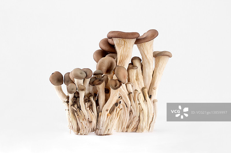 平菇图片素材