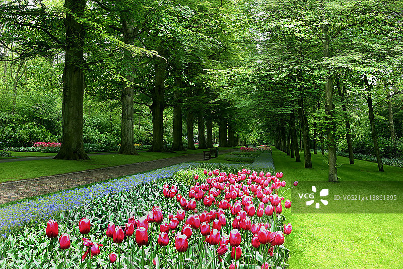 荷兰库肯霍夫郁金香花园图片素材