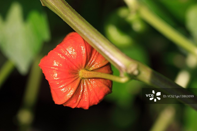 中国灯笼植物，药用，花图片素材