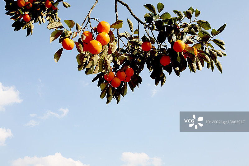 井邑市全罗北道的柿子图片素材