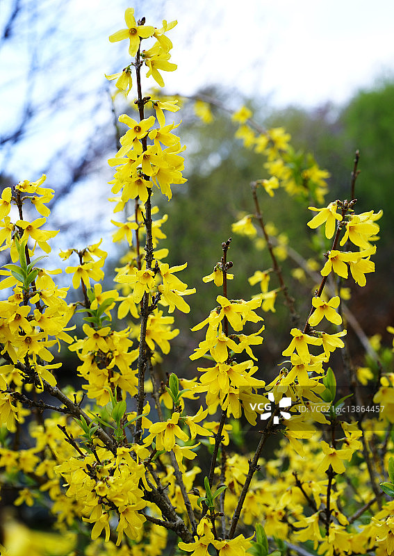 连翘花图片素材