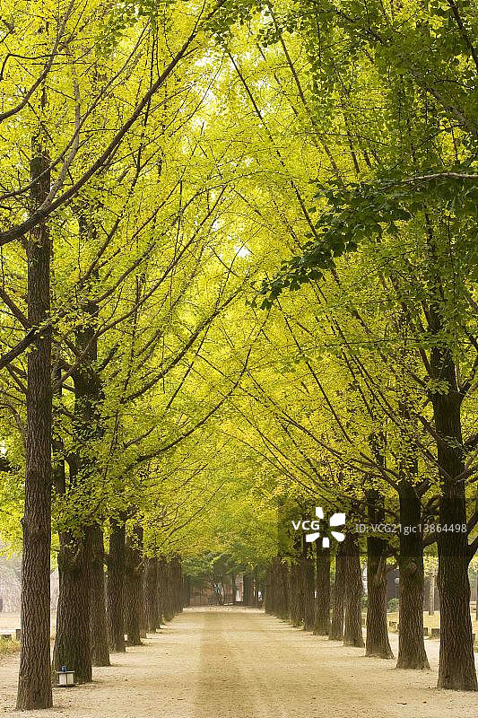 林荫大道，南怡岛，春川，江原道图片素材