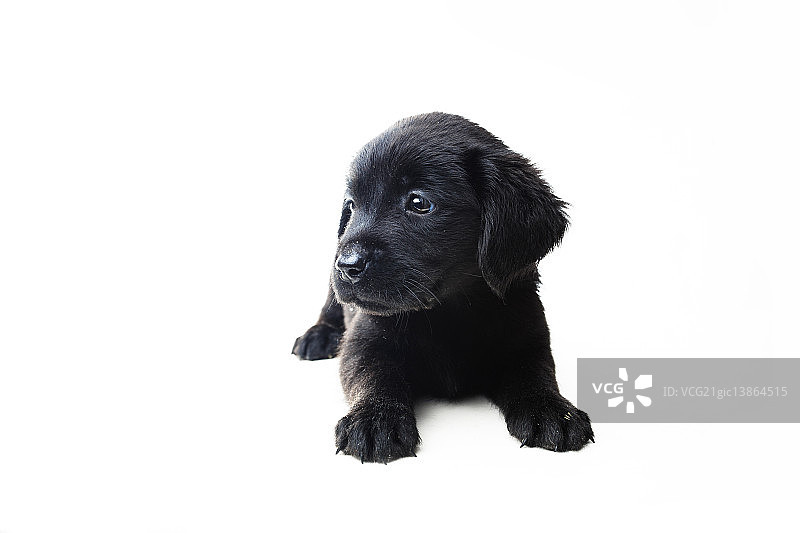 Labrador retriever 幼崽图片素材