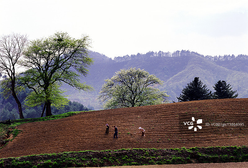 农民锄地图片素材