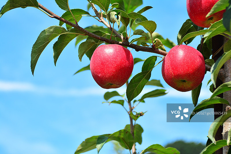 树上的苹果图片素材