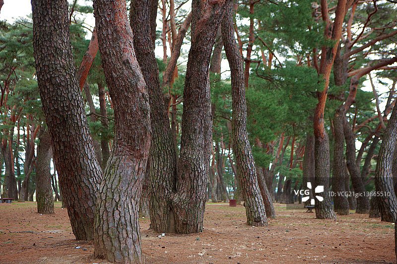 松树，河东，庆尚南道图片素材