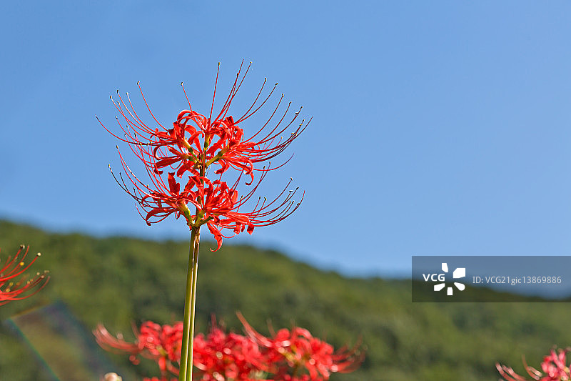红蜘蛛莉莉图片素材