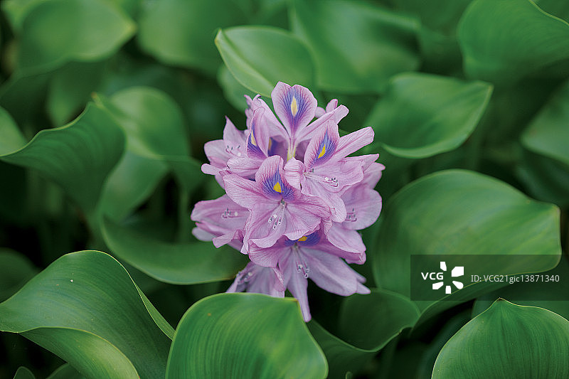 水葫芦图片素材