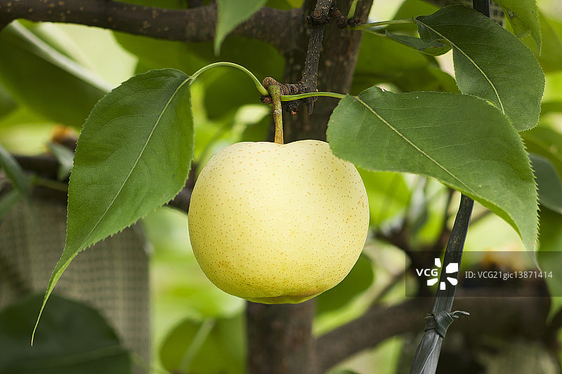 金色梨图片素材