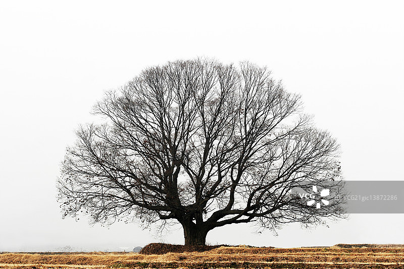 忠清北道阴城郡榉树图片素材