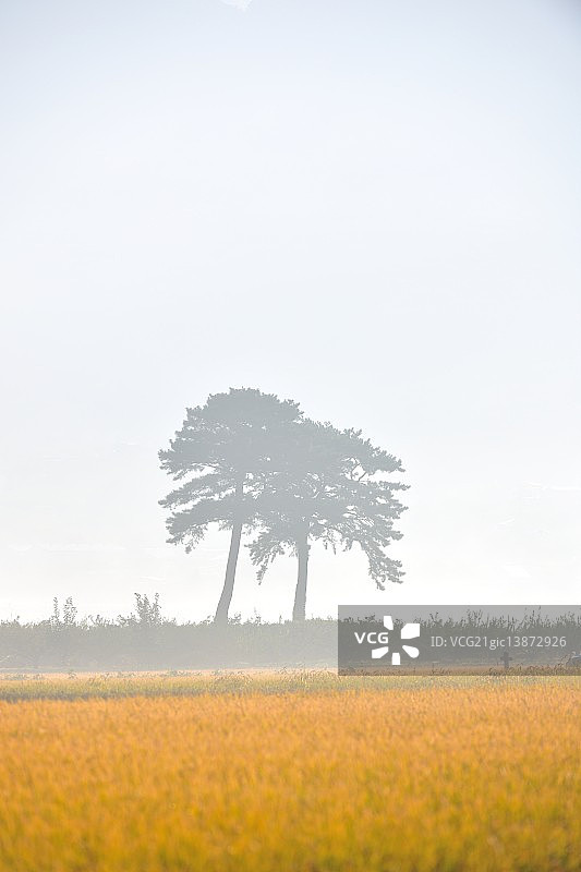 河东郡庆尚南道稻田图片素材