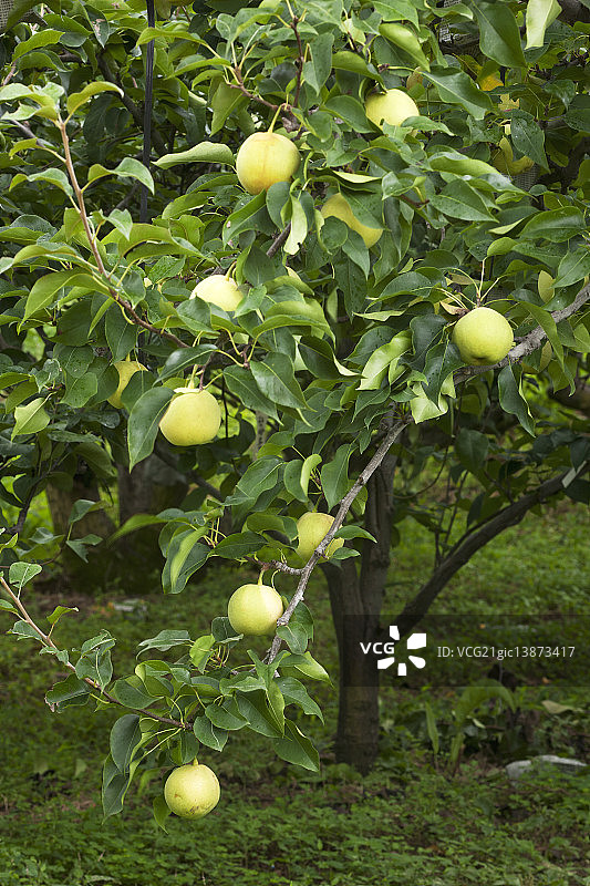 金色梨图片素材