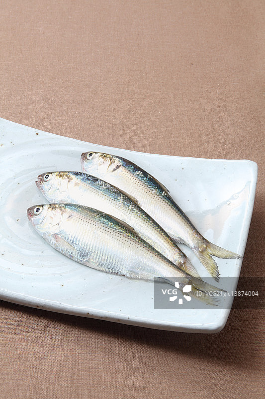 美洲鲱鲤图片素材