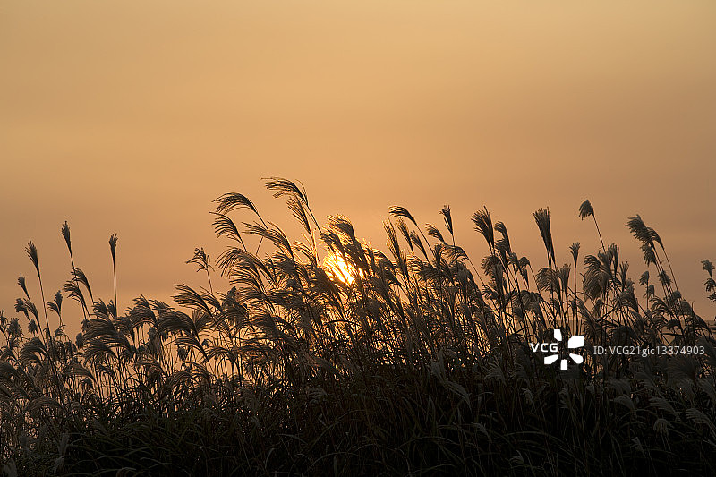 汉拿山，紫芒，济州岛图片素材