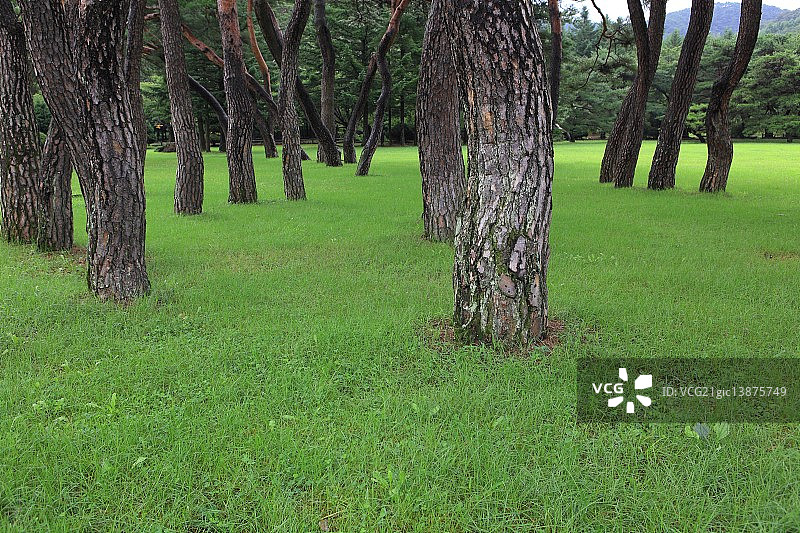 忠清北道槐山的松树林图片素材