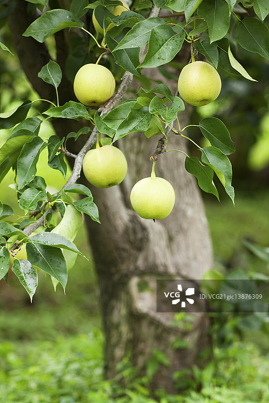 金色梨图片素材