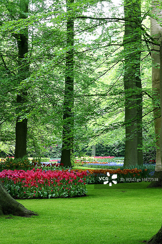 荷兰库肯霍夫郁金香花园图片素材