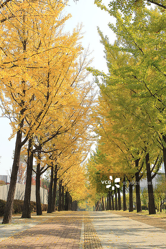 银杏树林荫大道，奥林匹克公园，松坡区，首尔图片素材