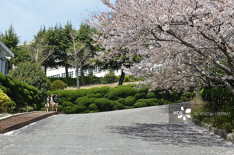 校园里的樱花图片素材