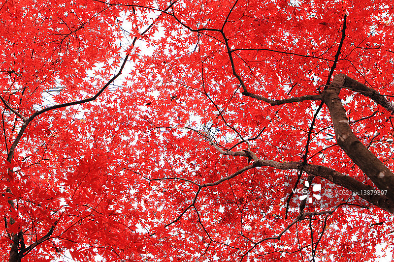 枫叶，加平，京畿道图片素材