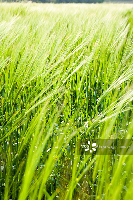 江原道旌善的麦田图片素材